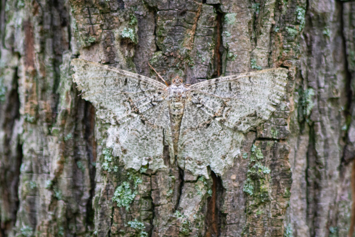 Bướm đêm ngụy trang thành vỏ thân cây